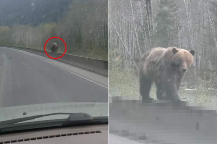 道路の向こうから歩いてくるグリズリー。その足元では、「綱渡り」を彷彿とさせるスゴいバランス感覚を見せていました！！【海外・動画】