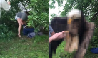 裏庭で動けなくなっているところを発見された『ある猛禽類』。弱っているとはいえ、保護されたその姿には風格があります!【アメリカ・動画】