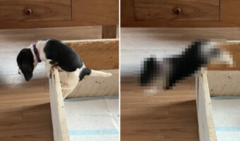 チャレンジ精神旺盛なベーグルの子犬。わずか生後6週ほどながら、なんとベッドからの脱出を見事に成し遂げました!!【海外・動画】