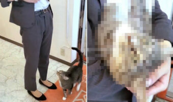 「そんなにお願いするなら、仕方ないニャ〜」お腹に飛び込んでおいで!と誘われた猫。一度は華麗にスルーするも・・・