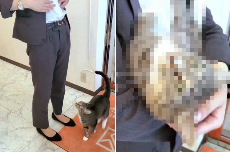 「そんなにお願いするなら、仕方ないニャ〜」お腹に飛び込んでおいで！と誘われた猫。一度は華麗にスルーするも・・・