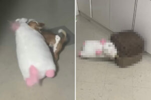 自分よりも大きなサイズのぬいぐるみを運び込んでベッドに隠したい犬。ところが小柄なこの子のベッドは入り口が狭すぎて・・【海外・動画】