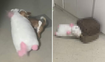 自分よりも大きなサイズのぬいぐるみを運び込んでベッドに隠したい犬。ところが小柄なこの子のベッドは入り口が狭すぎて・・【海外・動画】