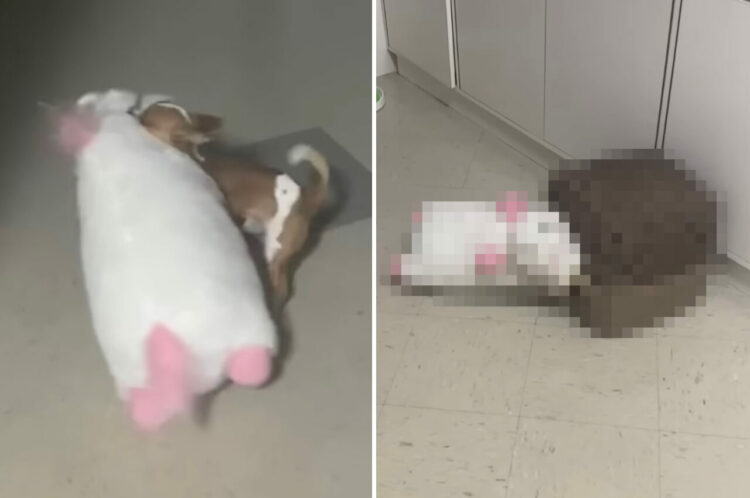 自分よりも大きなサイズのぬいぐるみを運び込んでベッドに隠したい犬。ところが小柄なこの子のベッドは入り口が狭すぎて・・【海外・動画】