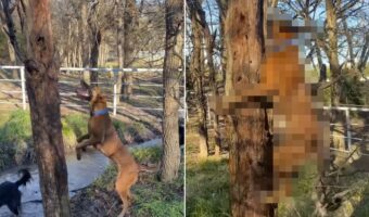 木に登ろうとジャンプするベルジアン・シェパード・ドッグ・マリノア。その優れた身体能力で何度もトライした結果、ついに・・！【海外・動画】