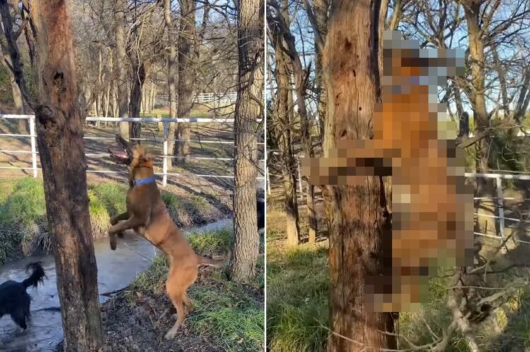 木に登ろうとジャンプするベルジアン・シェパード・ドッグ・マリノア。その優れた身体能力で何度もトライした結果、ついに・・！【海外・動画】