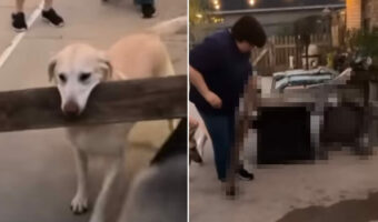 木の板を運ぼうとする犬。ところが、フェンスを通り抜けるにはこの板は長すぎたみたい!おまけにとんだハプニングも起きました【アメリカ・動画】