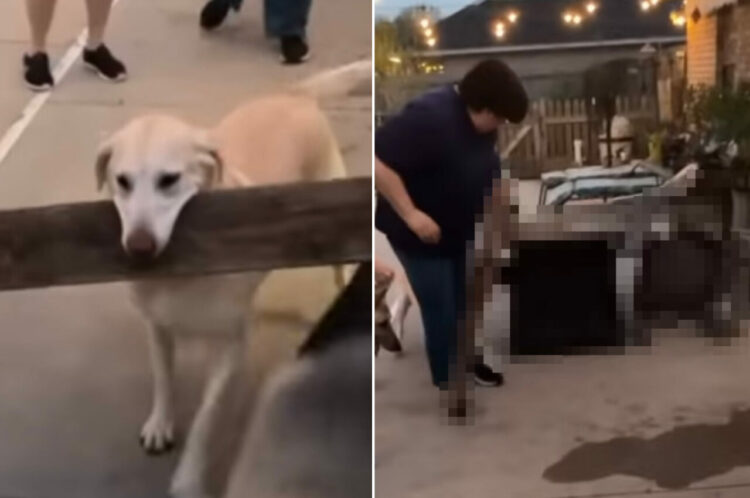 木の板を運ぼうとする犬。ところが、フェンスを通り抜けるにはこの板は長すぎたみたい！おまけにとんだハプニングも起きました【アメリカ・動画】