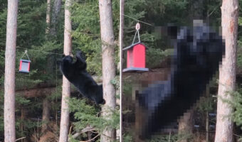 鳥用の餌をいただこうと大胆な行動に出たクマ。執念が伝わってくるそのトンデモナイ姿に、再生数が200万回を突破しました！！【アメリカ・動画】