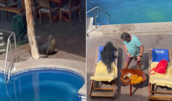 海辺のプールでひと泳ぎしたり、ビーチチェアの上で日光浴を始めるアシカ。この驚きの光景が200万回以上再生されています!!【海外・動画】