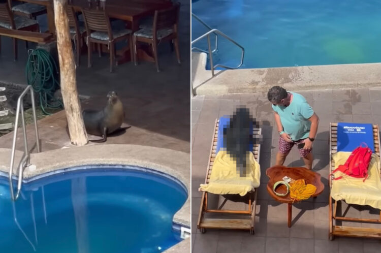 海辺のプールでひと泳ぎしたり、ビーチチェアの上で日光浴を始めるアシカ。この驚きの光景が200万回以上再生されています！！【海外・動画】