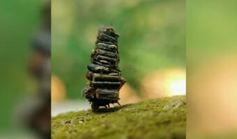 頭に本や薪を積んでるの?二宮金次郎を思わせるヨタヨタ進むこの生き物は、日本でもかつてはよく見られた昆虫の仲間だったのです!【海外・動画】