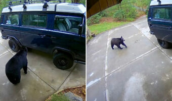 庭にやって来たクマの親子。セキュリティカメラには、このクマたちが取った信じられない行動がバッチリ記録されていました!!【アメリカ・動画】