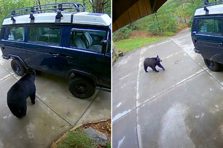 庭にやって来たクマの親子。セキュリティカメラには、このクマたちが取った信じられない行動がバッチリ記録されていました！！【アメリカ・動画】