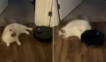 ロボット掃除機を通せんぼする猫。自慢の脚力で追い返すその姿は、かわいらしいのですがちょっと厄介すぎて・・【アメリカ・動画】