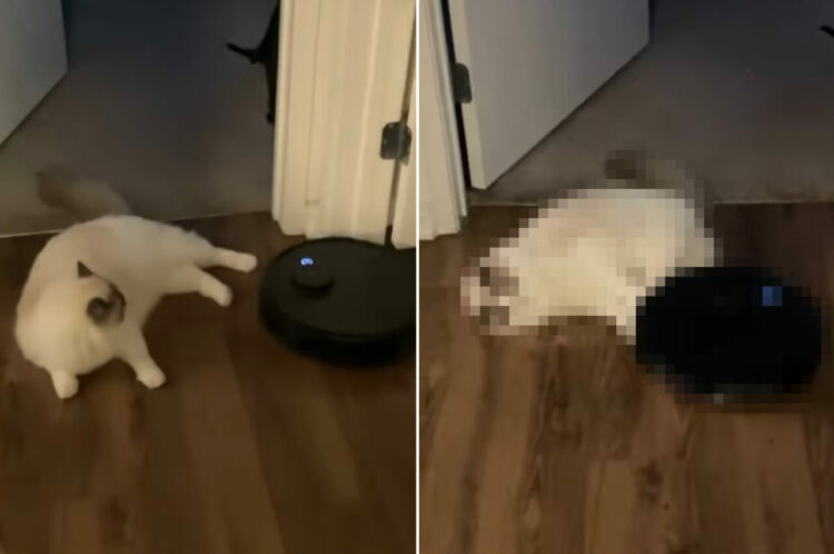 ロボット掃除機を通せんぼする猫。自慢の脚力で追い返すその姿は、かわいらしいのですがちょっと厄介すぎて・・【アメリカ・動画】