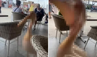 周りの視線が釘付けに!常連客のようにスタスタとレストランに入店してきたのは・・・、なんと『あの鳥』でした!【海外・動画】