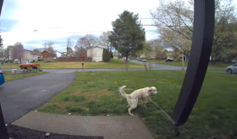 突如走り出したゴールデンレトリバー。その勢いに、リードがつながっていたポーチの柱が？！？！？！【アメリカ・動画】