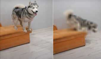 オロオロと困った様子のハスキー犬。どうやら立っているソファの高さが怖いようで、すっかり下りられなくなったみたいです【海外・動画】