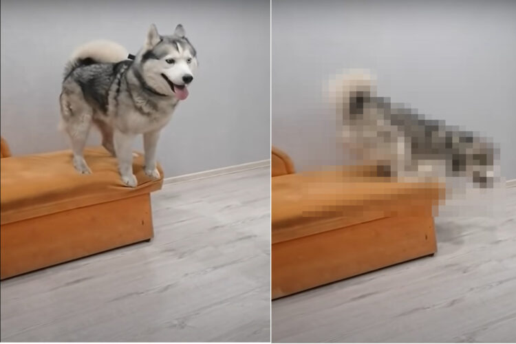 オロオロと困った様子のハスキー犬。どうやら立っているソファの高さが怖いようで、すっかり下りられなくなったみたいです【海外・動画】
