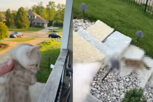 近所にお出かけしてなかなか帰ってこない愛猫。声をかけても反応してもらえないので、子猫に鳴いてもらった結果・・【アメリカ・動画】