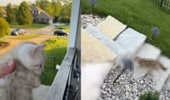 近所にお出かけしてなかなか帰ってこない愛猫。声をかけても反応してもらえないので、子猫に鳴いてもらった結果・・【アメリカ・動画】