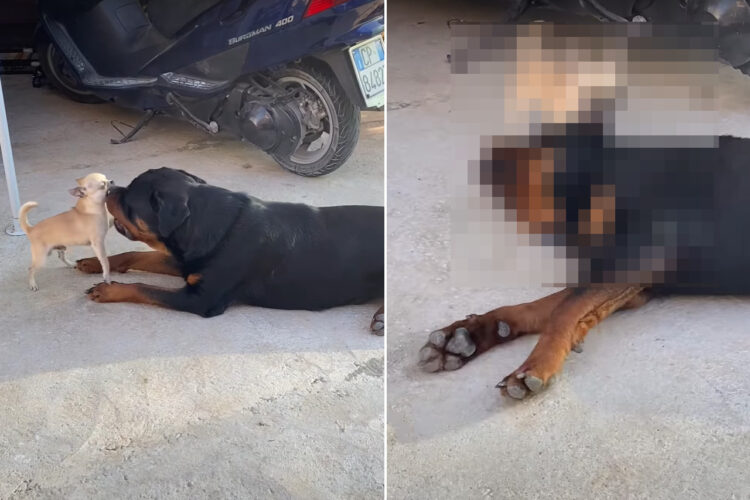 元気なチワワと伏せたまま遊んでいるロットワイラー。チワワが飛びかかってくるのはいいけど、勘弁してほしいことが1つあるみたい【海外・動画】