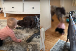 赤ちゃんと遊ぶジャーマン・ショートヘアード・ポインター。顔を寄せたり身を引いたり、いないいないばあをしたりと、赤ちゃんを飽きさせません！！