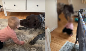 赤ちゃんと遊ぶジャーマン・ショートヘアード・ポインター。顔を寄せたり身を引いたり、いないいないばあをしたりと、赤ちゃんを飽きさせません!!