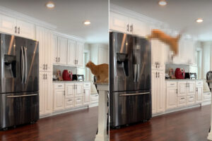 距離はあるけど大丈夫？冷蔵庫の上までジャンプで移動したい猫、そのチャレンジは成功なるか？！【アメリカ・動画】