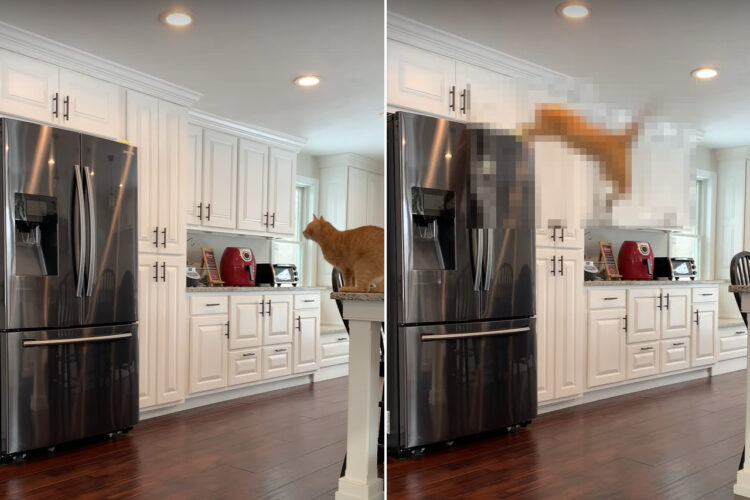 距離はあるけど大丈夫？冷蔵庫の上までジャンプで移動したい猫、そのチャレンジは成功なるか？！【アメリカ・動画】