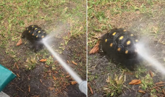 甲羅をシャワーしてもらうカメ。ごきげんなのか、おしりを振ってかわいいダンスを披露してくれました!!【アメリカ・動画】