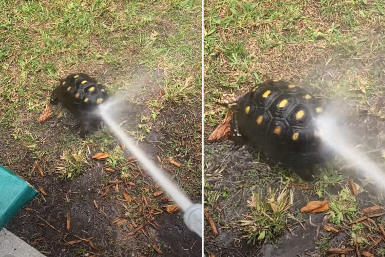 甲羅をシャワーしてもらうカメ。ごきげんなのか、おしりを振ってかわいいダンスを披露してくれました！！【アメリカ・動画】