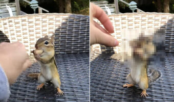 人懐っこい野生のリス。殻ごとピーナッツをもらうと・・、2つ3つとほっぺに入れ、頬袋をパンパンにして去っていきました【海外・動画】