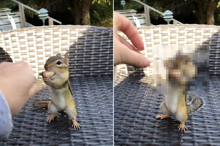 人懐っこい野生のリス。殻ごとピーナッツをもらうと・・、2つ3つとほっぺに入れ、頬袋をパンパンにして去っていきました【海外・動画】