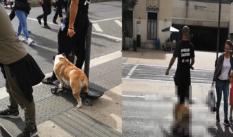 120万再生突破!スケートボードがうますぎる犬。見事なボードさばきで街中を進んでいくその姿に、街行く人たちも目が釘付け!!【海外・動画】