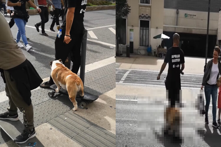 120万再生突破！スケートボードがうますぎる犬。見事なボードさばきで街中を進んでいくその姿に、街行く人たちも目が釘付け！！【海外・動画】