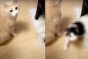 カメラをじっと見つめる猫。この子に「おやつ食べる？」と聞いて見たところ、ビックリする展開が！！