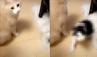 カメラをじっと見つめる猫。この子に「おやつ食べる?」と聞いて見たところ、ビックリする展開が!!