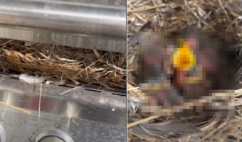 これはしばらくBBQはできそうもないですね・・。オフシーズンの間に、バーベーキューコンロの中にある異変が生じていたのです!【海外・動画】