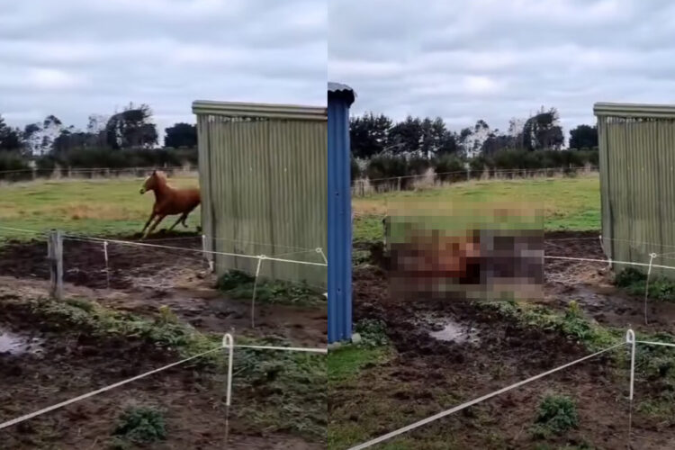 厩舎の前を元気に走り回る馬。ところが前夜に大雨で地面がぬかるんでおり・・、ブレーキが間に合わなかったみたいです！！【動画】