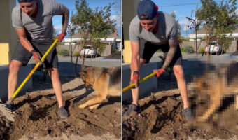 「穴掘りなら任せて!」溝を掘るパパさんのお手伝いをするジャーマンシェパード。パパさんの足元を必死に掘っていきます!!【アメリカ・動画】