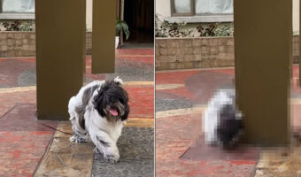 リードの端の持ち手を捕まえたい犬。なんとか追いつこうと柱の周りをグルグルグルグル。しかし、リードが若干短かったみたいで・・【海外・動画】