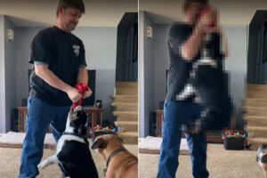 フリスビーを放したくないイングリッシュブルドッグVS回収したいパパさん。その様子は、なんだかパパさんが筋トレ中みたい！【アメリカ・動画】