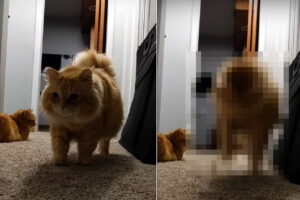 何かを見てはビックリしてピョンと跳ねる猫。その姿をよく確認してみると・・、どうやら自分の『〇〇』を見て驚いていたみたい【アメリカ・動画】