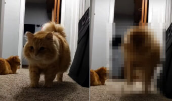 何かを見てはビックリしてピョンと跳ねる猫。その姿をよく確認してみると・・、どうやら自分の『〇〇』を見て驚いていたみたい【アメリカ・動画】