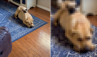 パグとビットブルは大の仲良し!一緒にいられるのが嬉しいのか、お昼寝中の2匹はそろってしっぽをピョコピョコ振っています【アメリカ・動画】