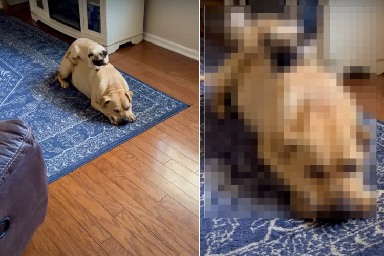 パグとビットブルは大の仲良し！一緒にいられるのが嬉しいのか、お昼寝中の2匹はそろってしっぽをピョコピョコ振っています【アメリカ・動画】