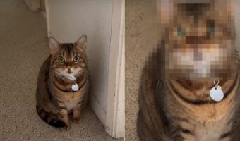 「盗み食いニャんてしてないよ?」澄ました顔をしてしらばっくれる猫。しかし、そのお顔には隠せない証拠が残っているよ!!【アメリカ・動画】