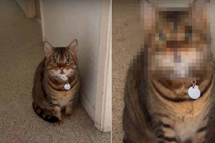 「盗み食いニャんてしてないよ？」澄ました顔をしてしらばっくれる猫。しかし、そのお顔には隠せない証拠が残っているよ！！【アメリカ・動画】